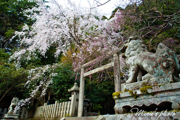 京都の桜　其の四_c0037519_2324628.jpg