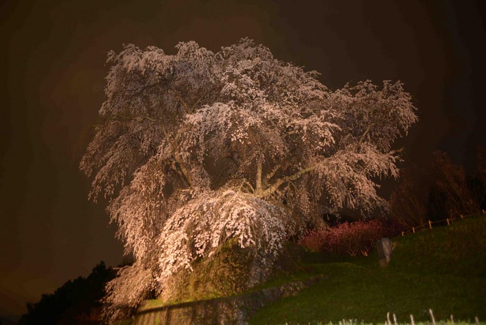 又兵衛桜　　夕闇の頃・・_f0228619_92681.jpg