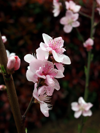 春の花ですが・・・_d0062721_6321938.jpg