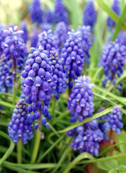 春の花ですが・・・_d0062721_6324697.jpg