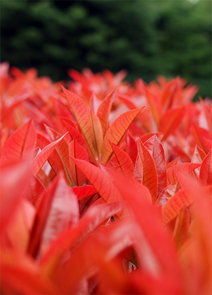 春の花ですが・・・_d0062721_6333246.jpg