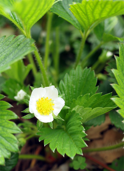 春の花ですが・・・_d0062721_6334491.jpg
