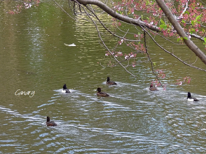 花ふぶきとキンクロハジロ・コサギ・カルガモ・カイツブリ 2013/4/4　in Tokyo_d0129921_21394562.jpg