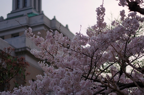 ４月４日、県庁前すわりこみ。桜が満開だよ_d0251322_195078.jpg