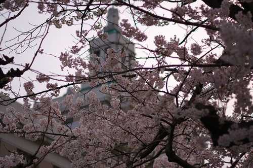 ４月４日、県庁前すわりこみ。桜が満開だよ_d0251322_19535455.jpg