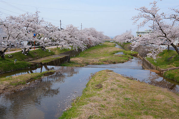 玉造温泉桜ツアー_f0007926_927255.jpg