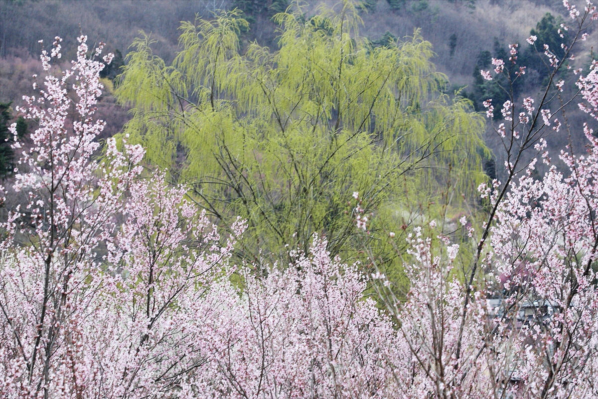 福島市渡利 「花見山」_d0106628_8185047.jpg