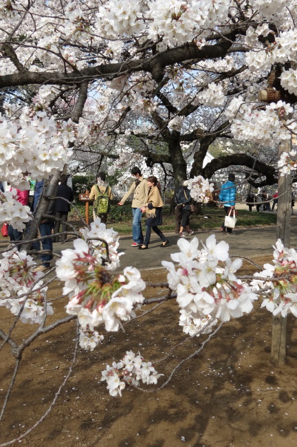 満開桜　新宿御苑にて　_f0017530_2247239.jpg