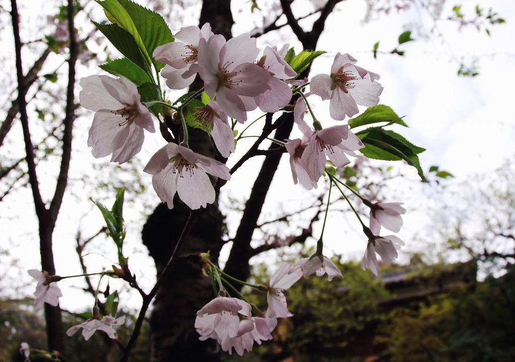 新緑と残りの桜_b0121731_1132686.jpg