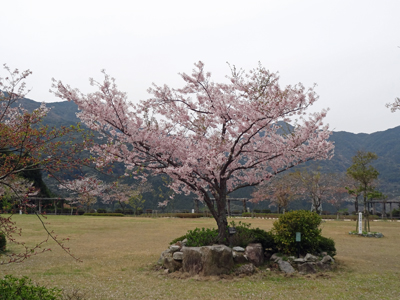 グリーンピア那珂川　2013年4月5日_a0129233_2215184.jpg