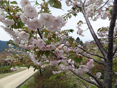 グリーンピア那珂川　2013年4月5日_a0129233_2216792.jpg