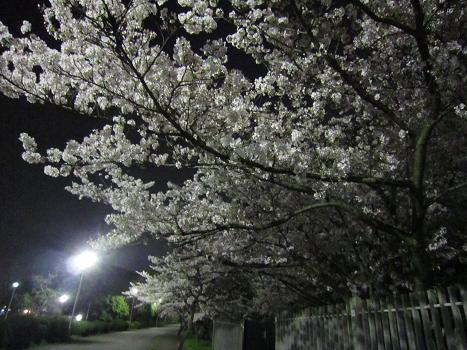 夜桜_b0177436_1645850.jpg