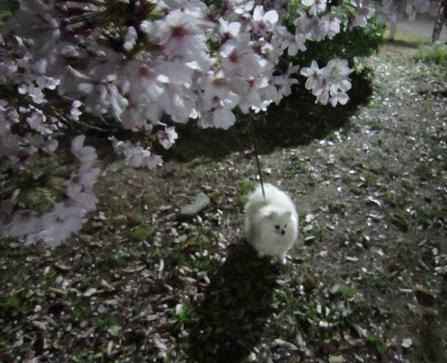 夜桜_b0177436_16461853.jpg