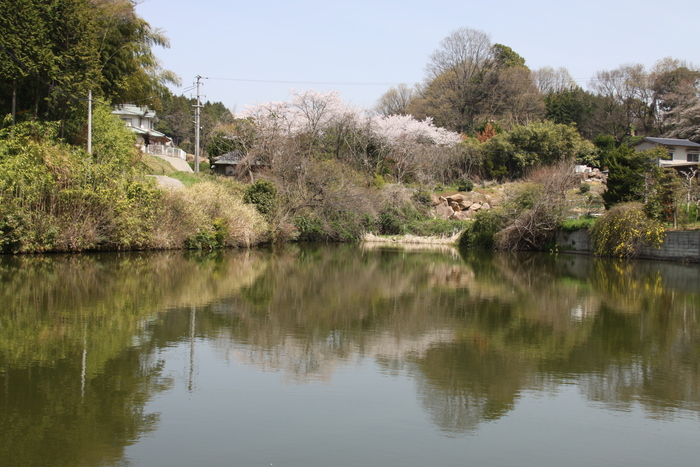 お花見（妙見山）_c0115938_2048661.jpg