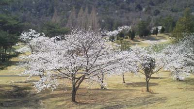 桜満開。気持ちいい～。_a0043939_2152443.jpg