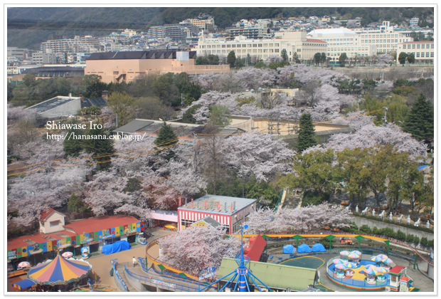 2013桜＠王子動物園_a0205939_14313131.jpg