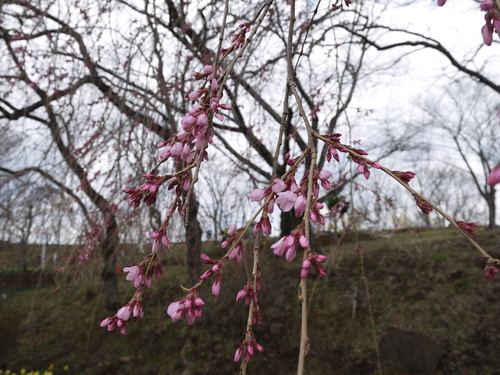 桜・・・まもなく開花_c0195439_23121078.jpg