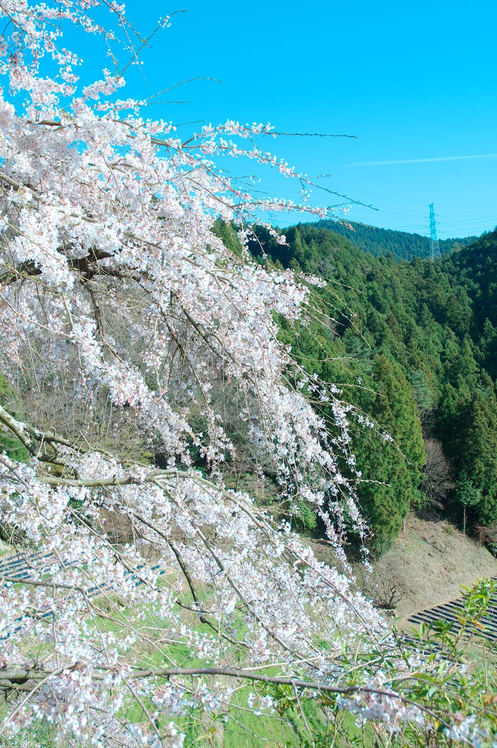 ２０１３年の桜たち　その８　～内子　石畳　枝垂れ桜～_e0053740_2472615.jpg