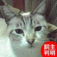 ねこひと会が保護した東日本大震災被災猫 No.C001〜150_e0316841_1758750.jpg