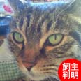 ねこひと会が保護した東日本大震災被災猫 No.C001〜150_e0316841_179349.jpg