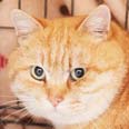 ねこひと会が保護した東日本大震災被災猫 No.C001〜150_e0316841_19532189.jpg