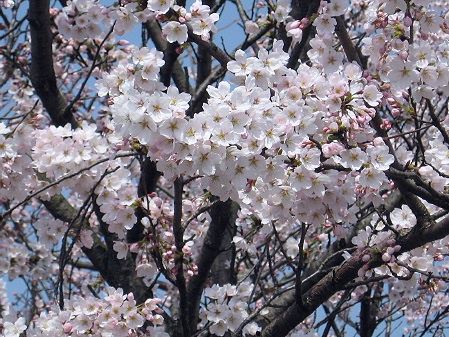 ご近所の桜♪_a0243143_19103170.jpg