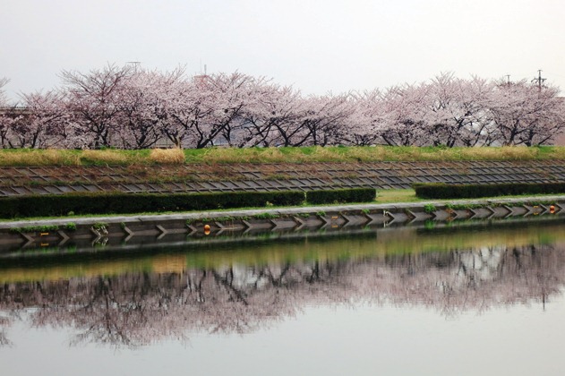 2013 桜速報（3） ～海蔵川_e0158743_5281262.jpg