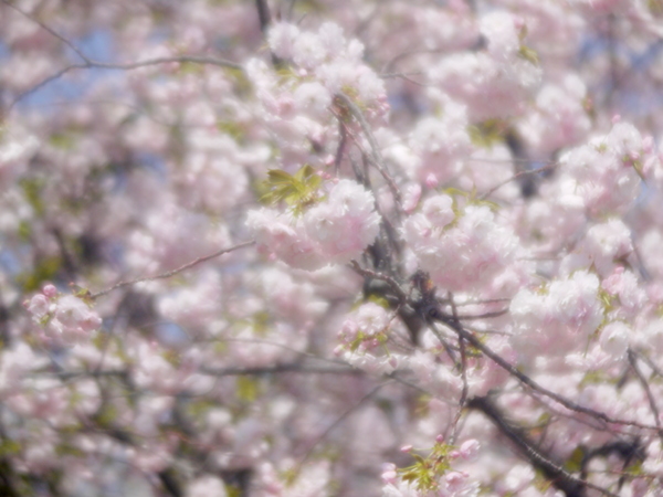 『4/5今日の八重桜』Semi Leotax DL(1950) C. Reginon Anastigmat 7.5cm f/3.5 改造レンズ_e0296043_19522997.jpg