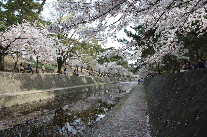 夙川の桜吹雪。_e0096346_17292031.jpg