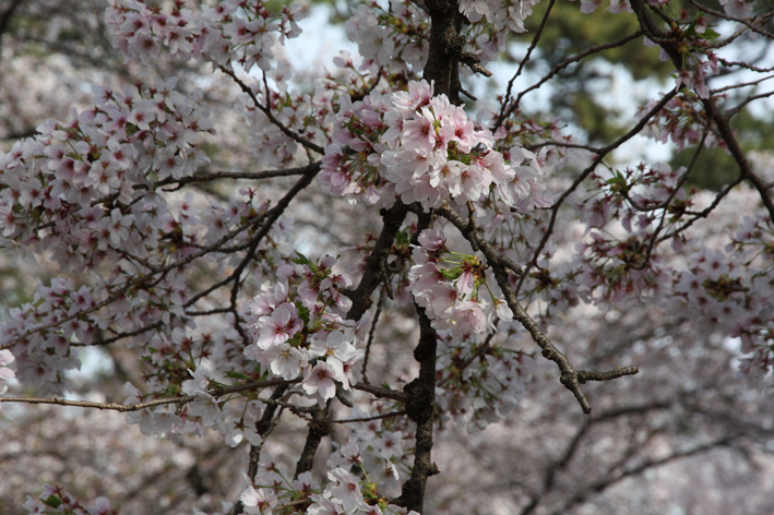 夙川の桜吹雪。_e0096346_1729541.jpg