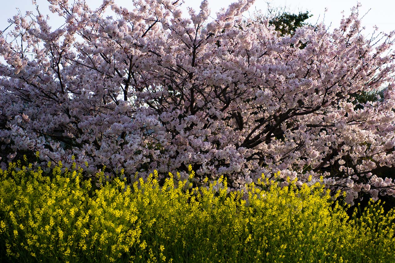 ★ご近所桜巡り　１４　福津市あちこち_b0023047_58931.jpg