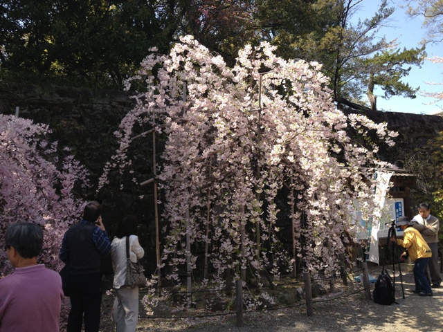 Wakayama Castle_e0046748_145691.jpg