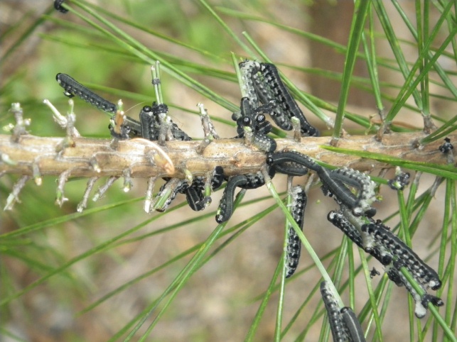 黒松の葉をムシャムシャ、これぞ松くい虫_e0094349_11431471.jpg