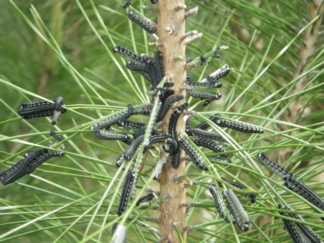 黒松の葉をムシャムシャ、これぞ松くい虫_e0094349_1143643.jpg