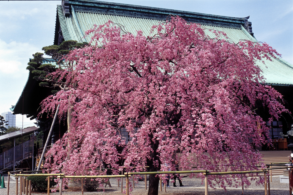 #1376 東京散歩-桜百景～護国寺_b0171150_23245110.jpg