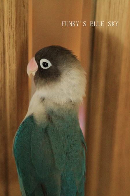 c0145250_8333839.jpg