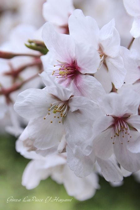 花のある風景　今年の桜_b0133053_222424100.jpg