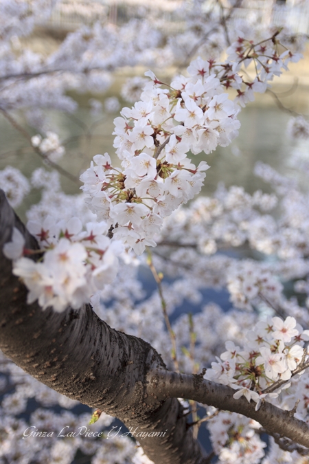 花のある風景　今年の桜_b0133053_22242622.jpg