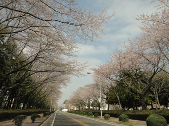 桜の道_e0109554_21205519.jpg