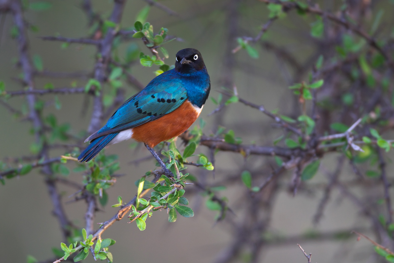 ツキノワテリムク（Superb Starling ）　_d0013455_14374328.jpg