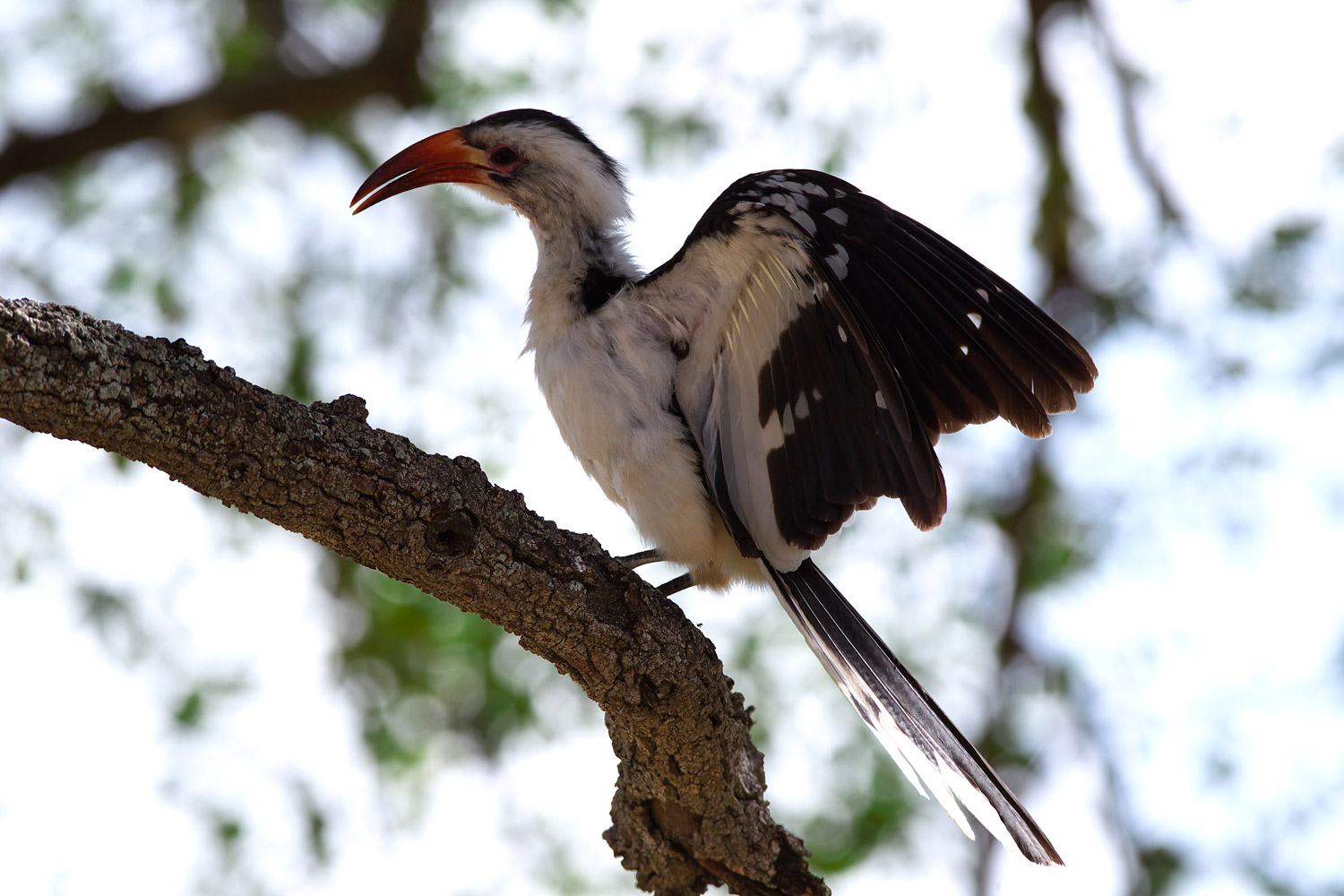 アカハシコサイチョウ（Red-billed Hornbill ）_d0013455_16465378.jpg