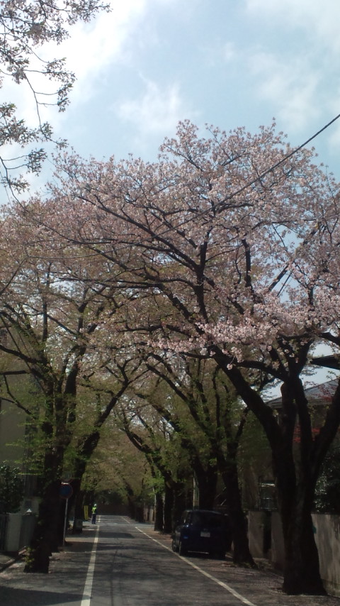 今週末は上北沢　桜まつりです。　スポーツ車担当不在気味です。_f0073557_186534.jpg