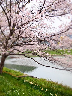 2013 年3月31日　　桜_a0117858_20235485.jpg