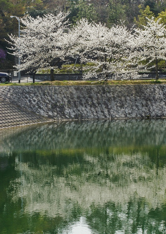 ニテコ池と旧松下幸之助邸の桜 たんぶーらんの戯言 ニテコ池と旧松下幸之助邸の桜 たんぶーらんの戯言
