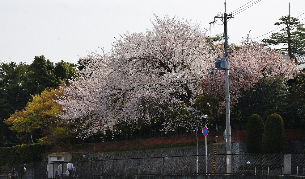 ニテコ池と旧松下幸之助邸の桜 たんぶーらんの戯言 ニテコ池と旧松下幸之助邸の桜 たんぶーらんの戯言