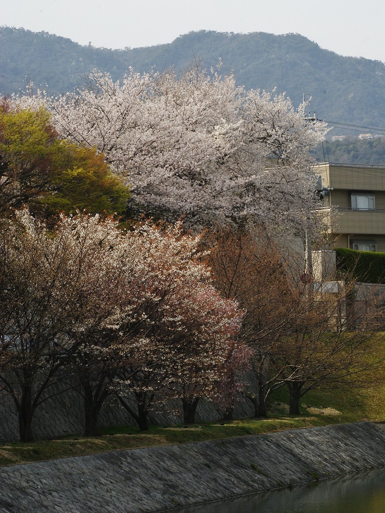 ニテコ池と旧松下幸之助邸の桜 たんぶーらんの戯言 ニテコ池と旧松下幸之助邸の桜 たんぶーらんの戯言