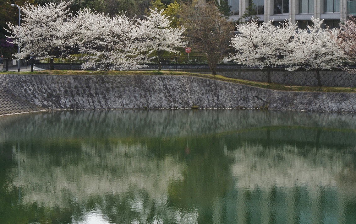 ニテコ池と旧松下幸之助邸の桜 たんぶーらんの戯言 ニテコ池と旧松下幸之助邸の桜 たんぶーらんの戯言