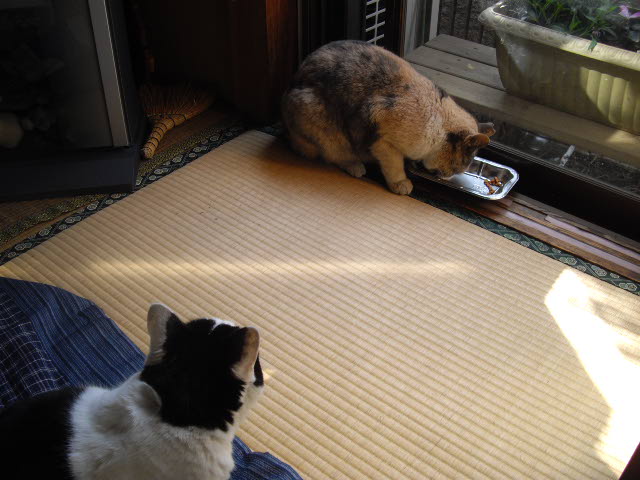 はい どう も です 猫将軍のミューと あんなこと こんなこと