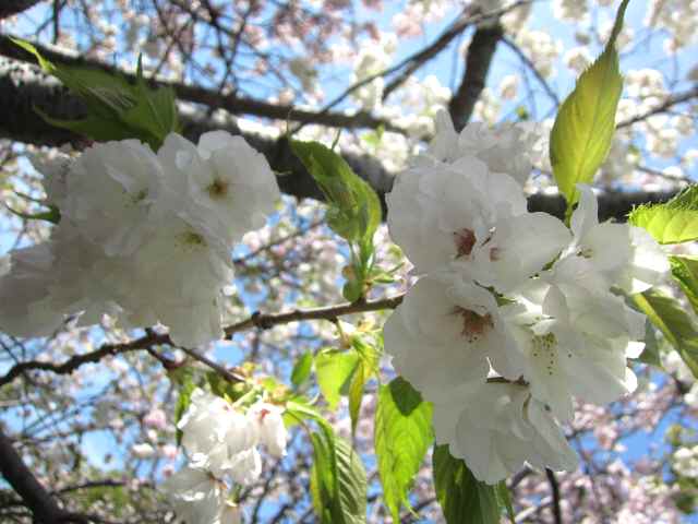 【嵐の前の春爛漫】_c0042960_20423598.jpg