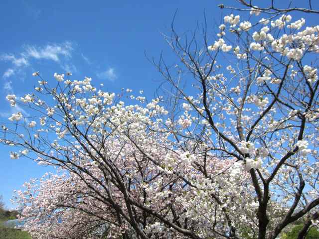 【嵐の前の春爛漫】_c0042960_204254.jpg